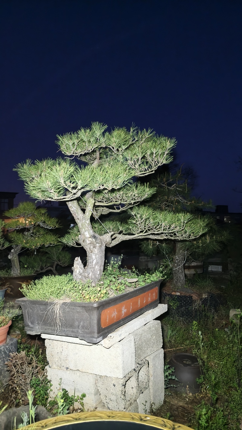 山采造型黑松盆景，庭院景观黑松
