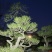 山采造型黑松盆景，庭院景观黑松