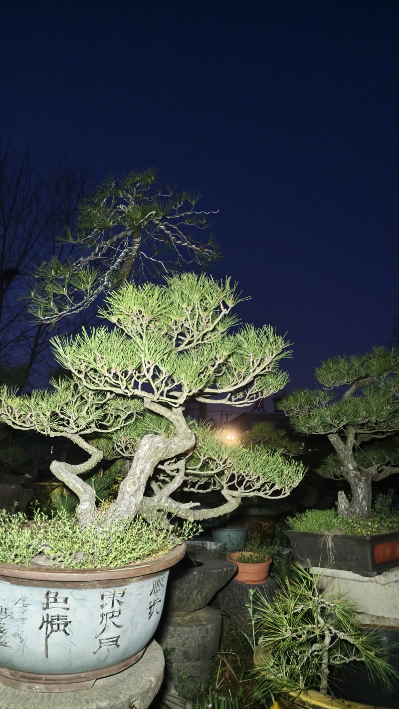 山采造型黑松盆景，庭院景观黑松