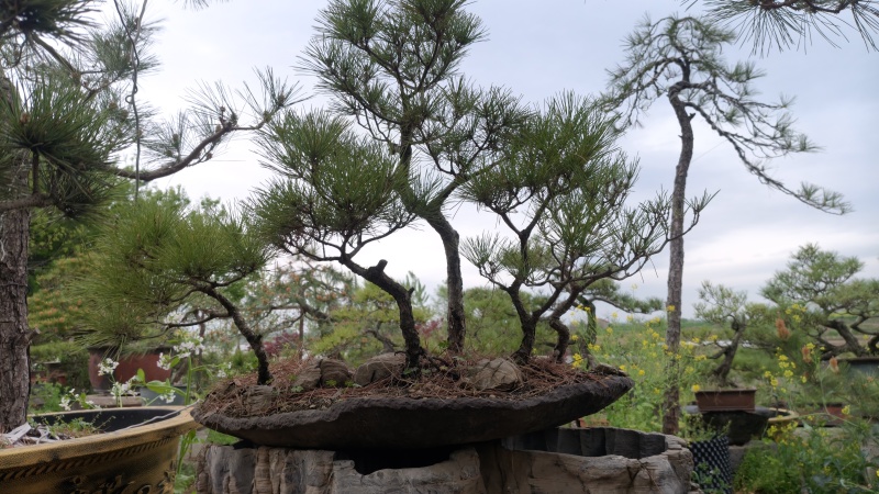 山采造型黑松盆景，庭院景观黑松