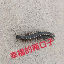 中草药金边千足虫有要的可以预约。量大联系