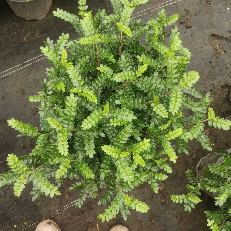 清香木