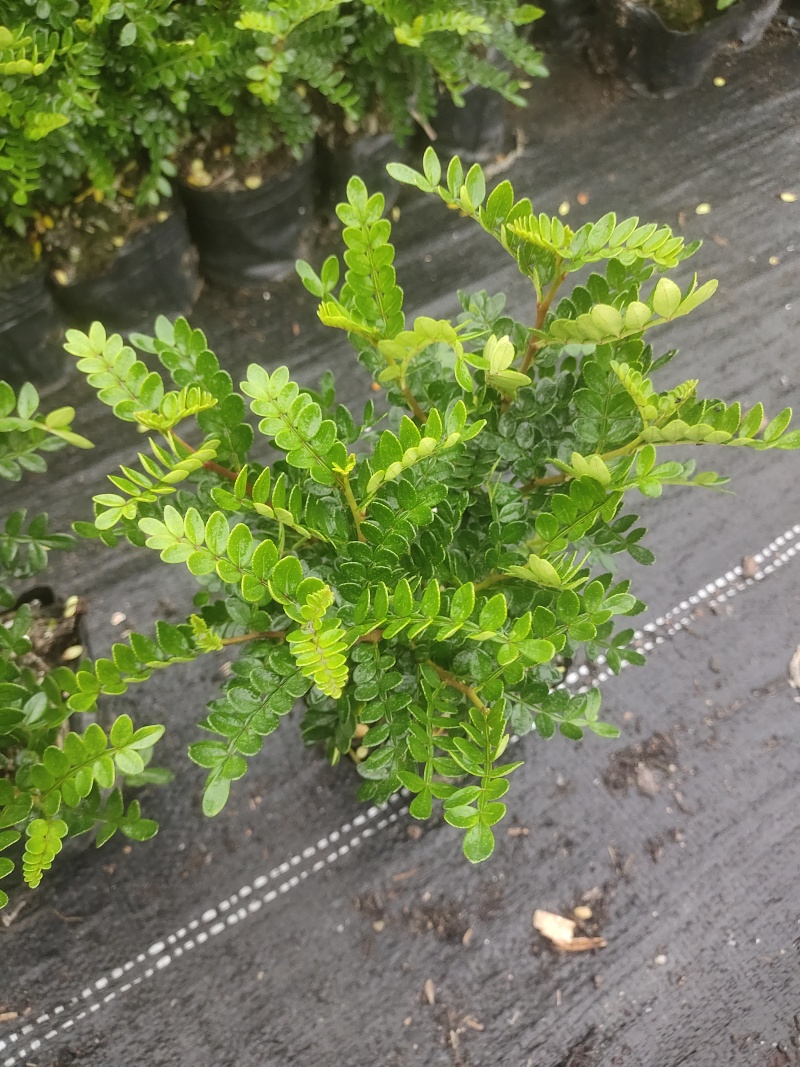 清香木