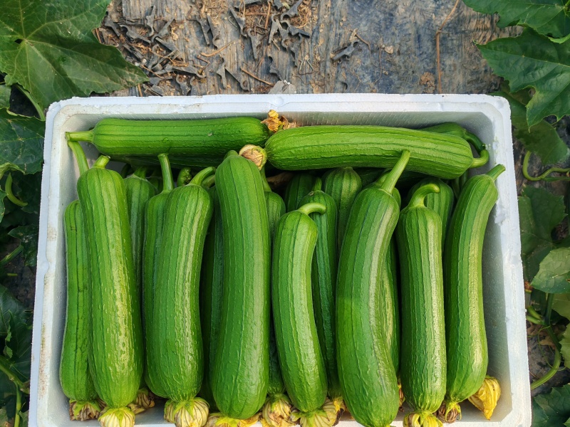 肉丝瓜，油皮丝瓜