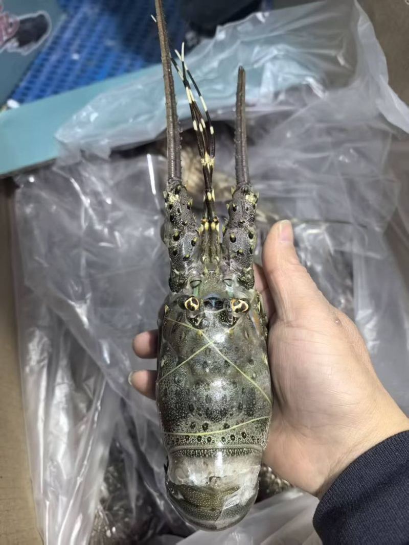 小青龙