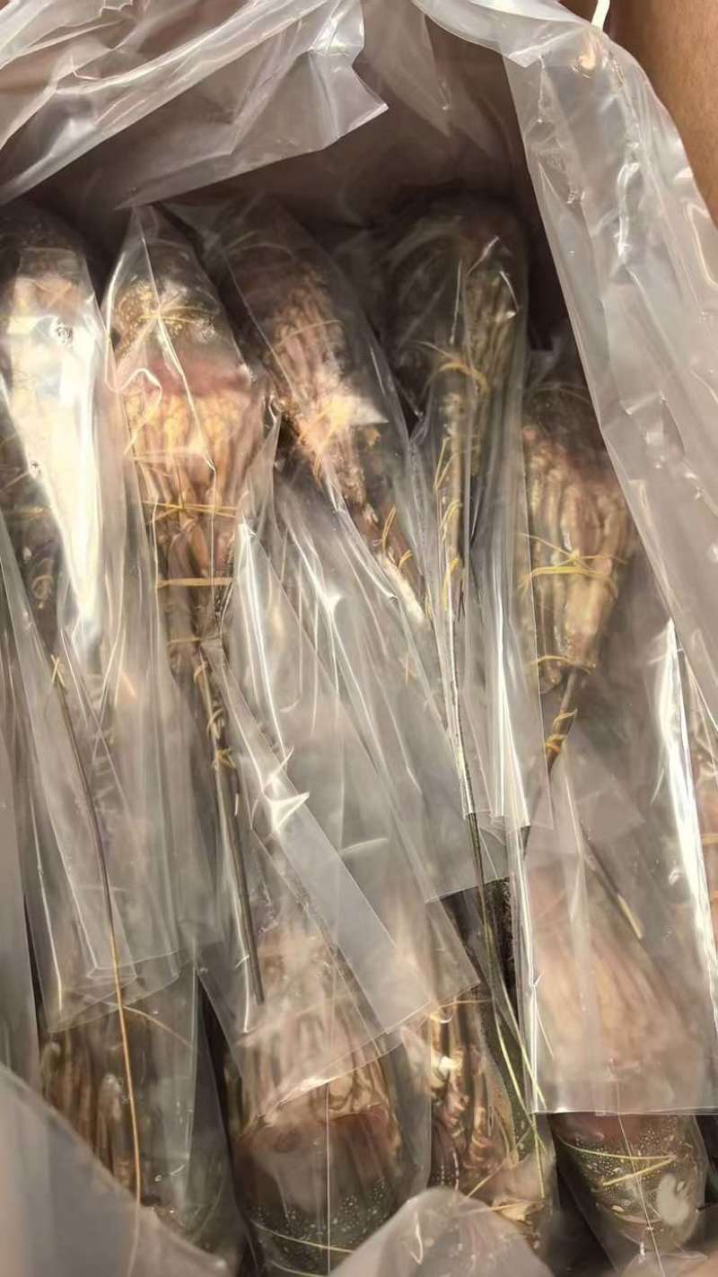 小青龙