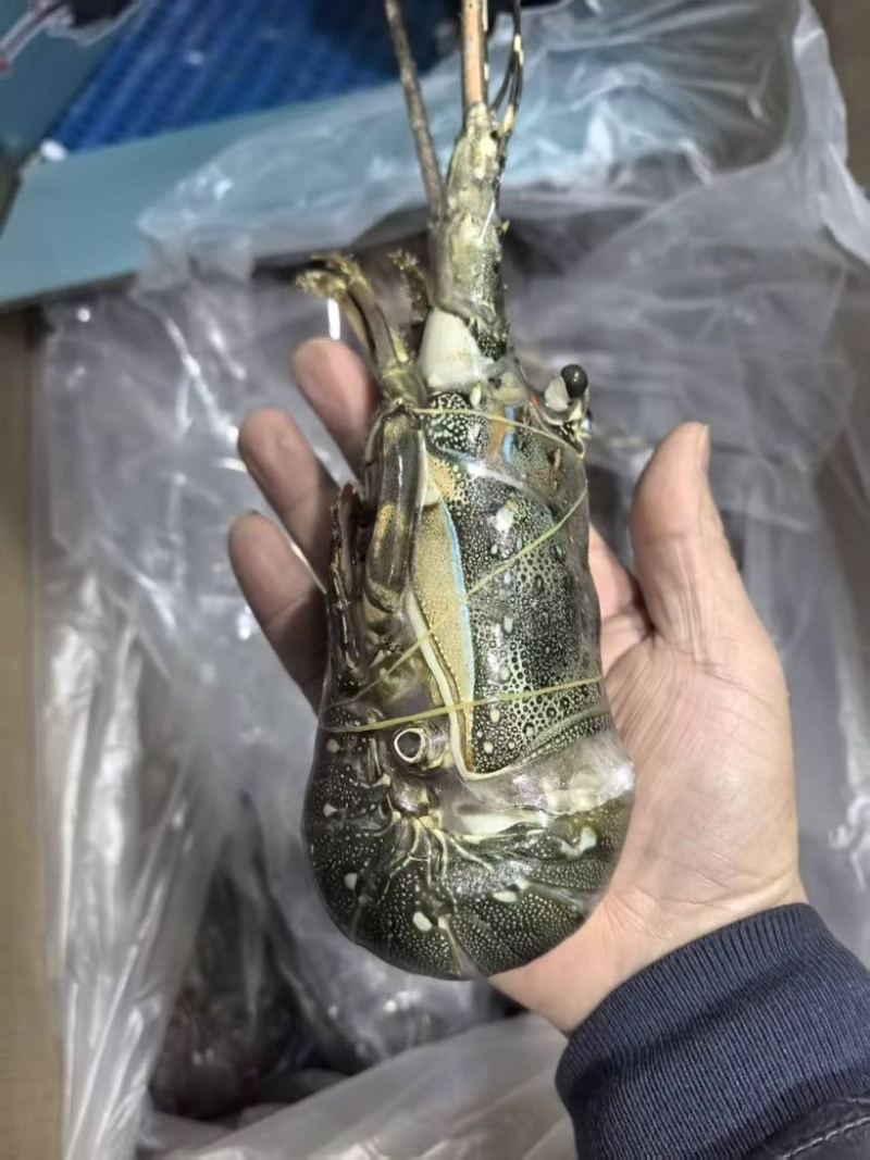 小青龙