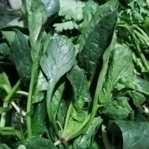 河南商丘本地菠菜
