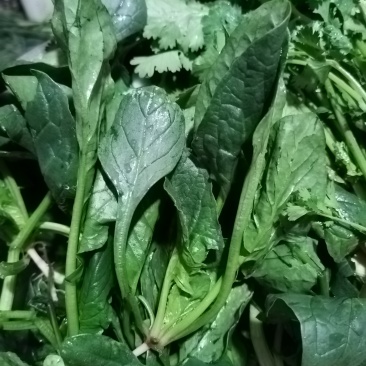 河南商丘本地菠菜