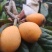 福清一都枇杷