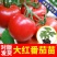 沙瓤老品种普罗旺斯番茄秧苗带土大田可用