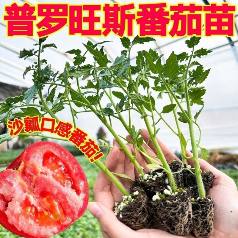 沙瓤老品种普罗旺斯番茄秧苗带土大田可用