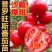 沙瓤老品种普罗旺斯番茄秧苗带土大田可用