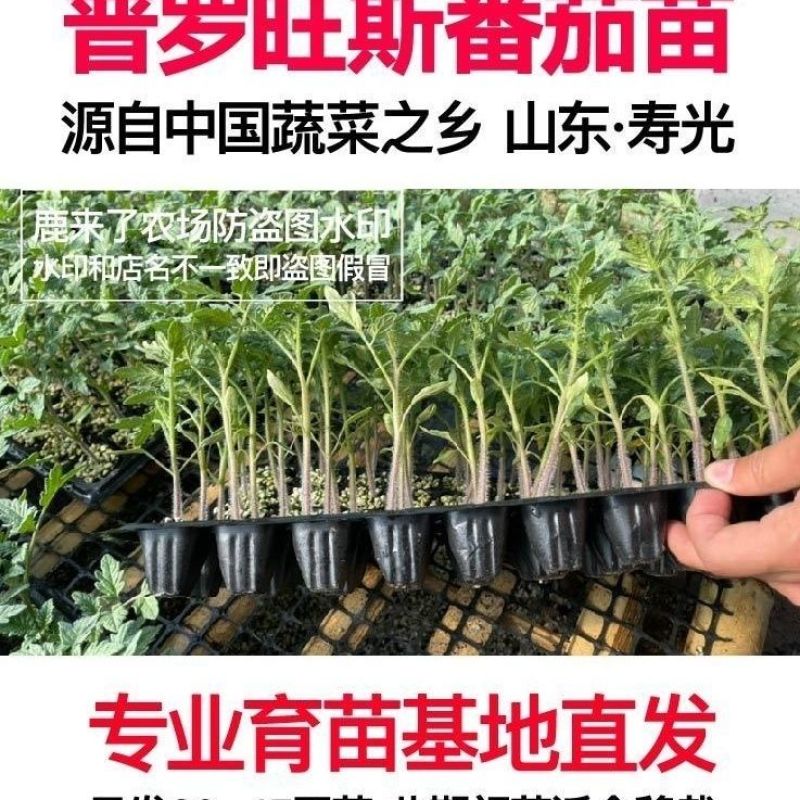 沙瓤老品种普罗旺斯番茄秧苗带土大田可用