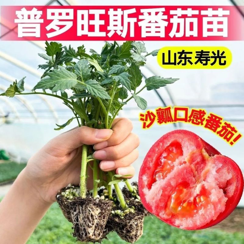 沙瓤老品种普罗旺斯番茄秧苗带土大田可用