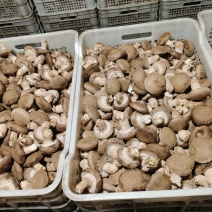 鲜香菇