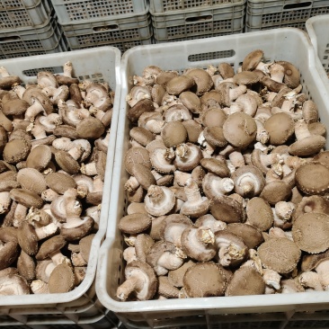 鲜香菇