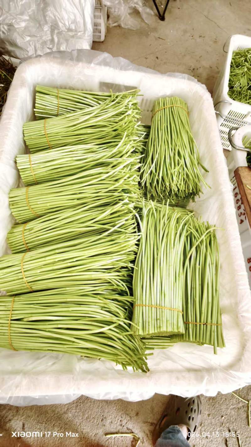 精品芦蒿大量有货