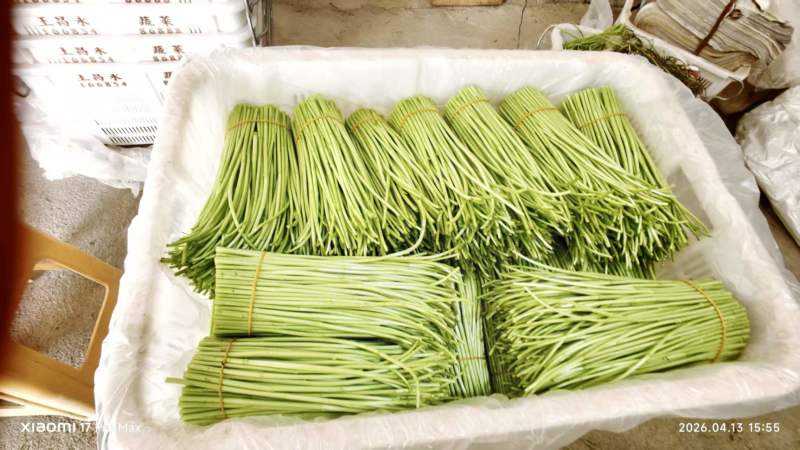 精品芦蒿大量有货