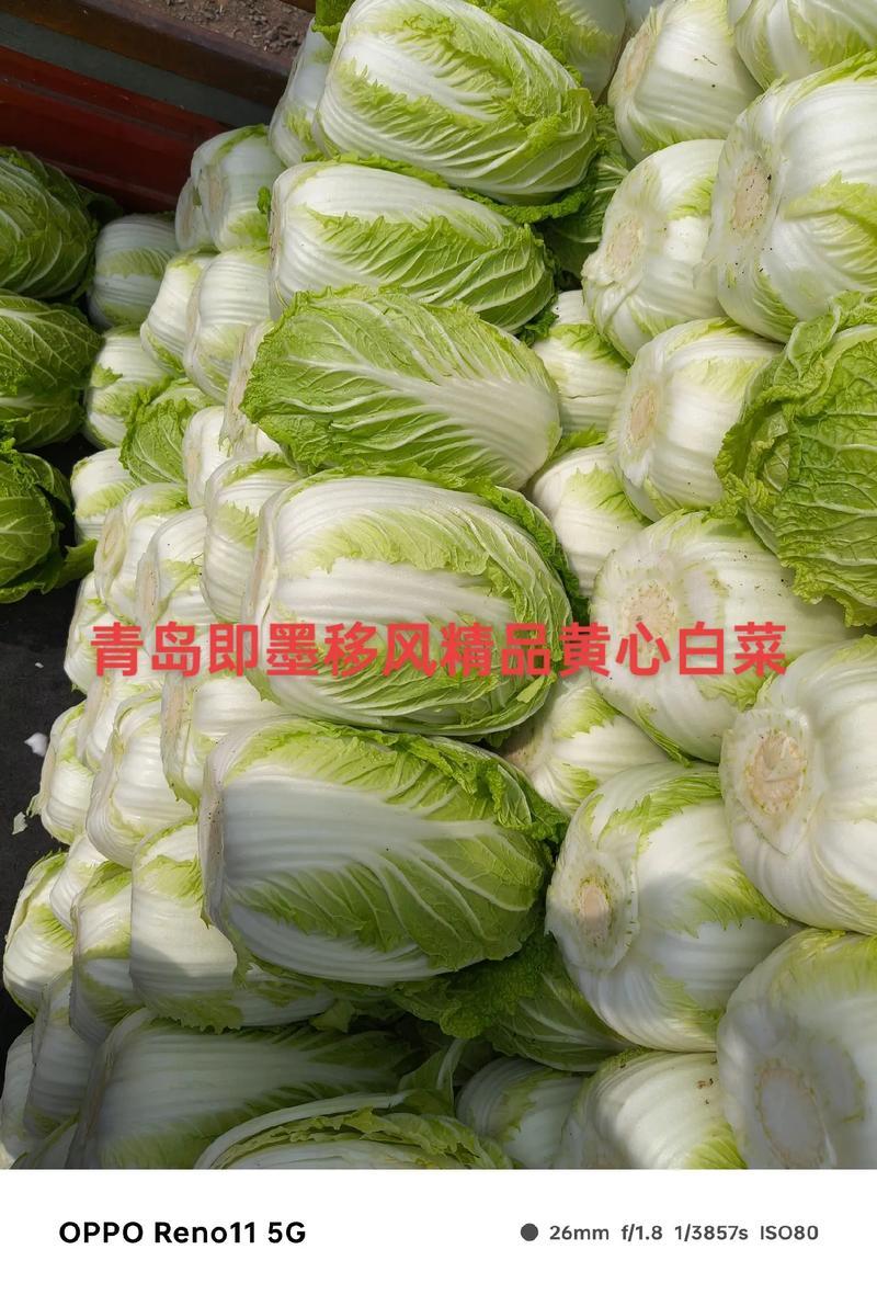白菜🥬