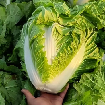 白菜🥬