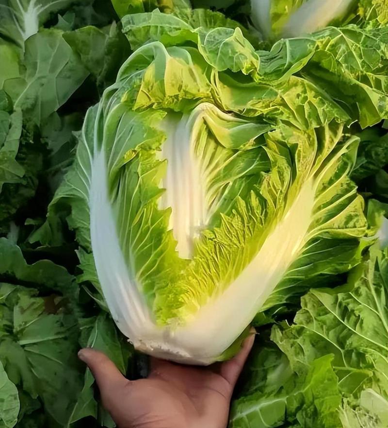 白菜🥬