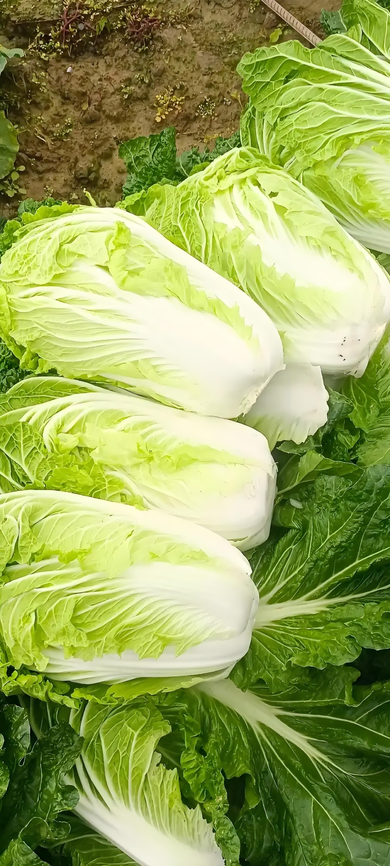 白菜🥬