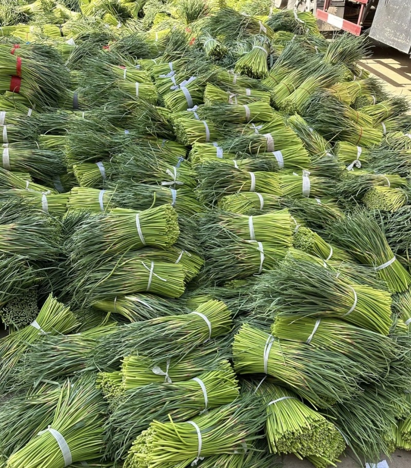 邳州蒜苔红帽精品