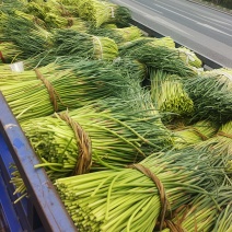 邳州蒜苔红帽精品