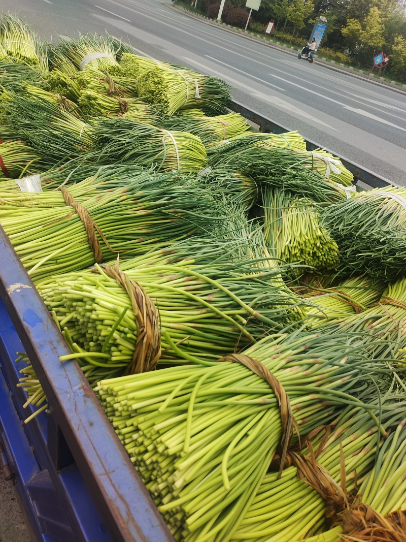 邳州蒜苔红帽精品