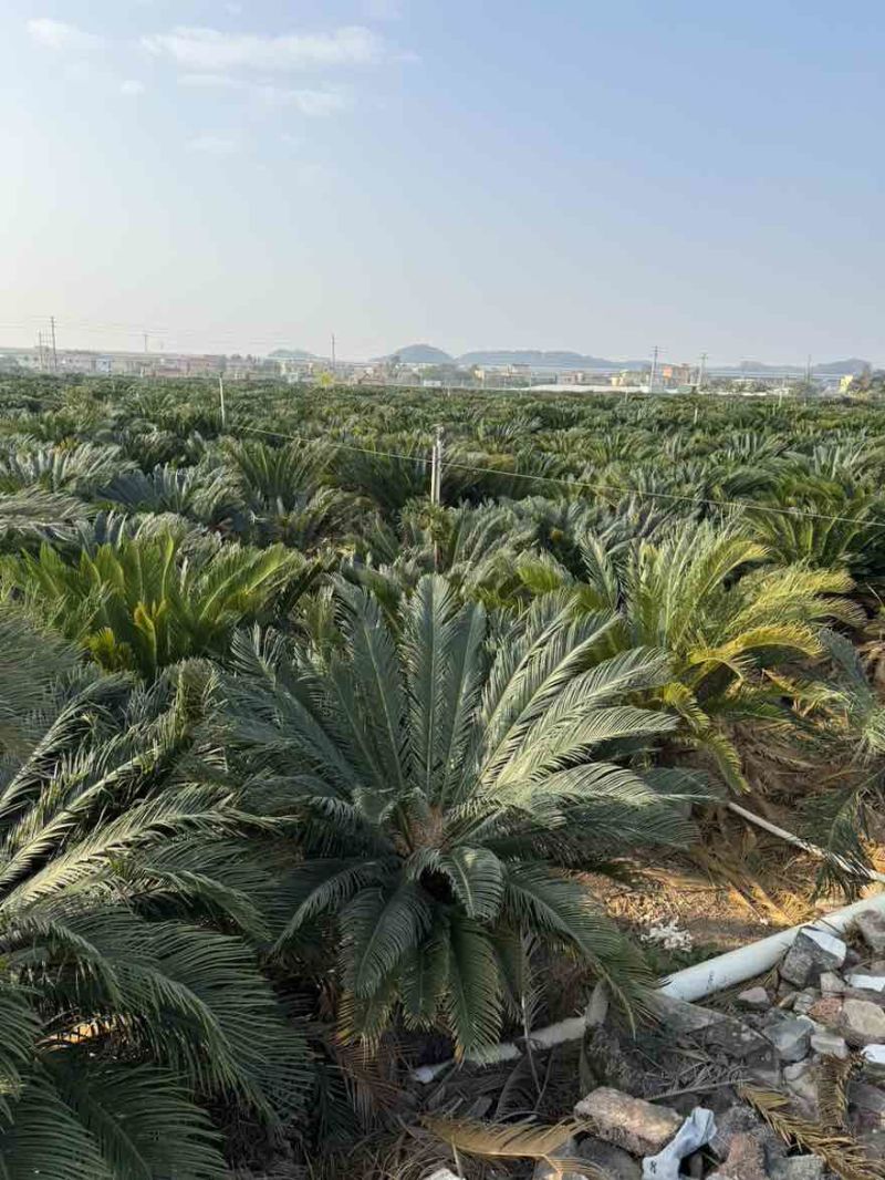苏铁(铁树)50-200高，各种规格，大量现货，欢迎订购