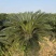 苏铁(铁树)50-200高，各种规格，大量现货，欢迎订购