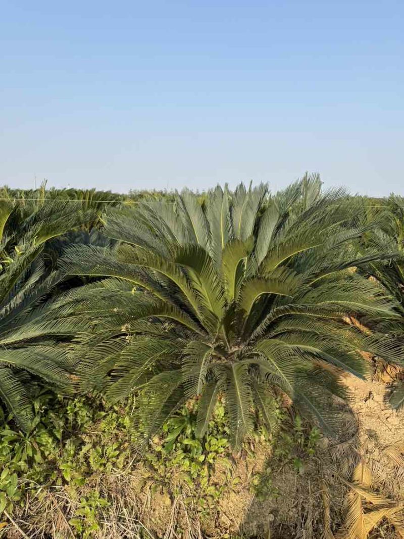 苏铁(铁树)50-200高，各种规格，大量现货，欢迎订购
