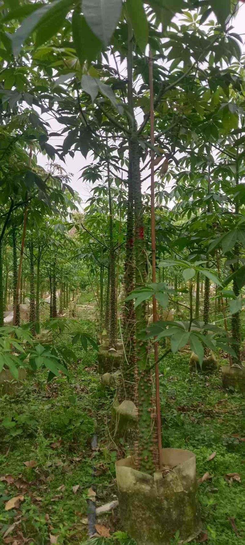 美丽木棉2-15分，原生苗，移植苗，大量现货，欢迎咨询