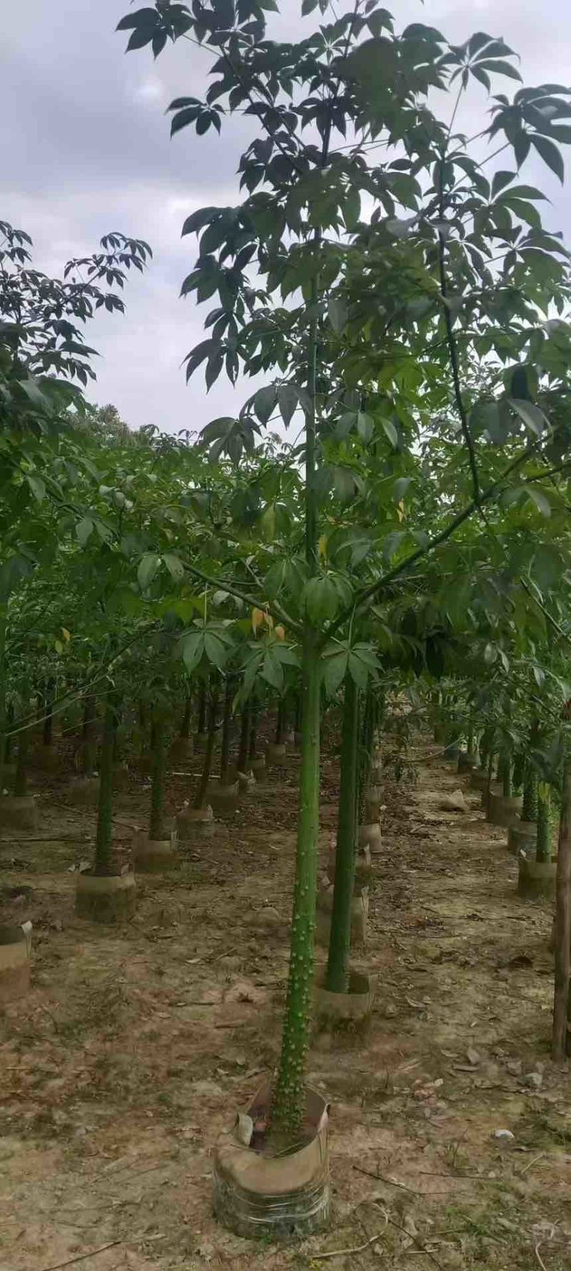 美丽木棉2-15分，原生苗，移植苗，大量现货，欢迎咨询