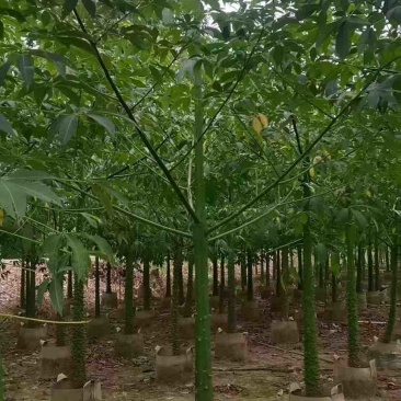 美丽木棉2-15分，原生苗，移植苗，大量现货，欢迎咨询