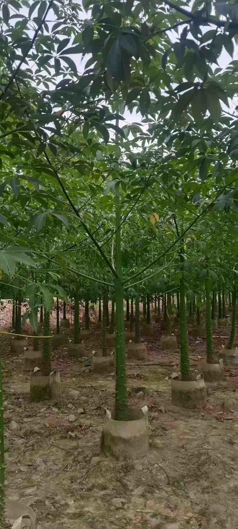 美丽木棉2-15分，原生苗，移植苗，大量现货，欢迎咨询