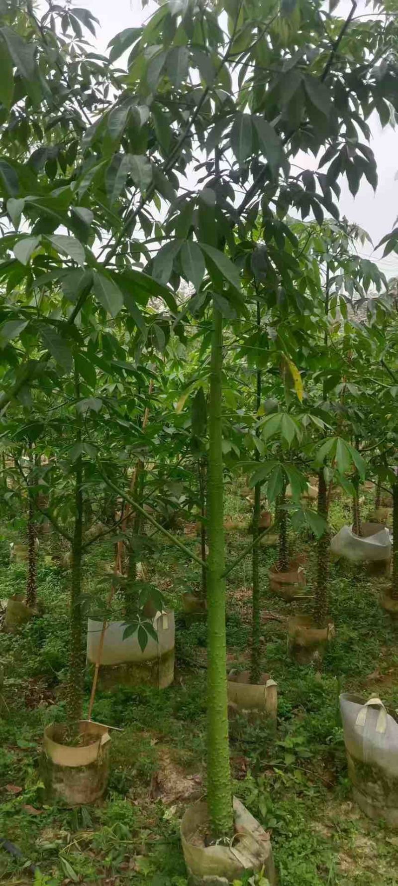 美丽木棉2-15分，原生苗，移植苗，大量现货，欢迎咨询