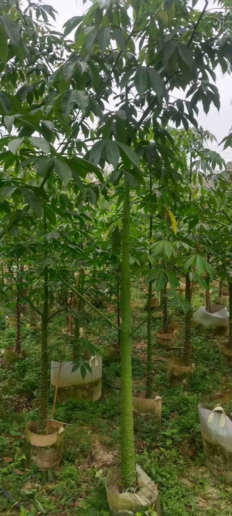 美丽木棉2-15分，原生苗，移植苗，大量现货，欢迎咨询