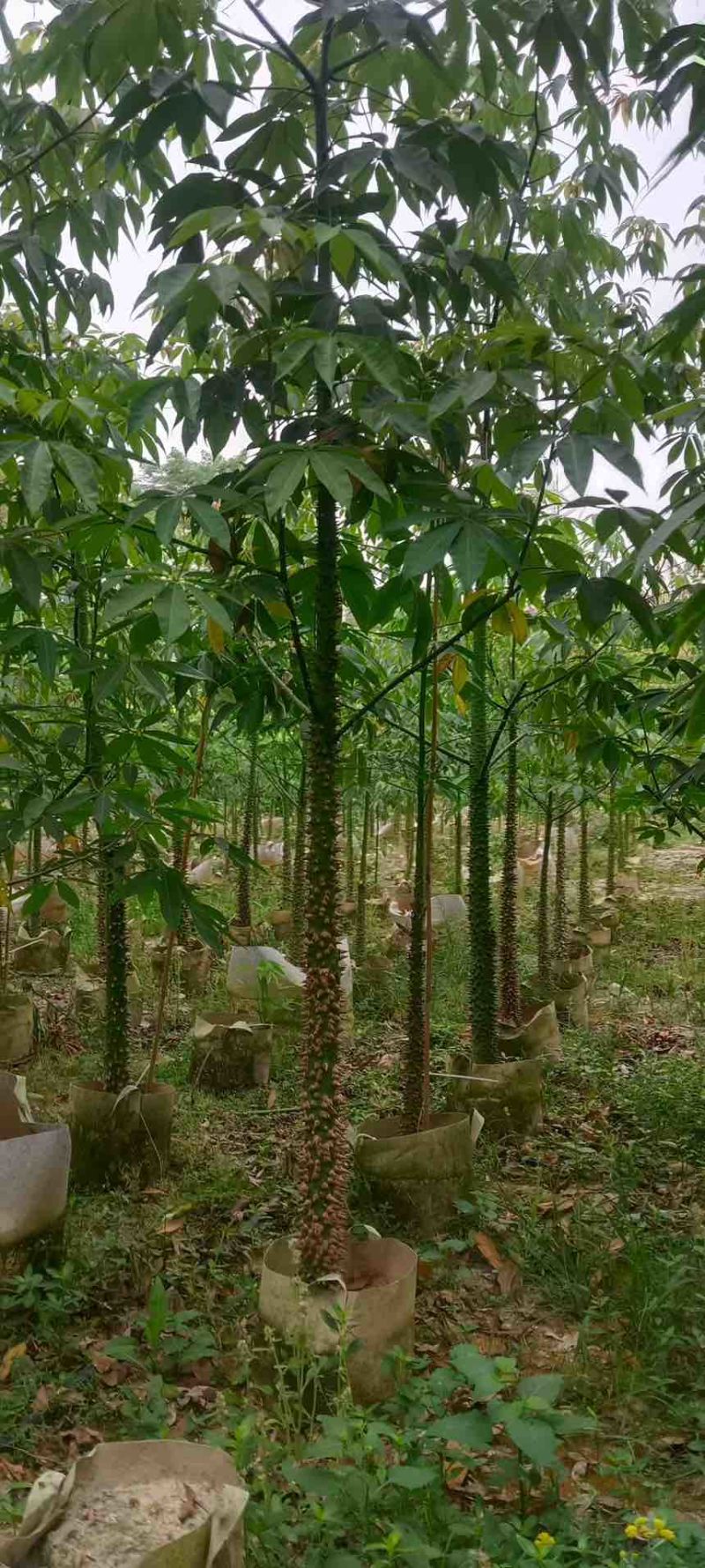 美丽木棉2-15分，原生苗，移植苗，大量现货，欢迎咨询