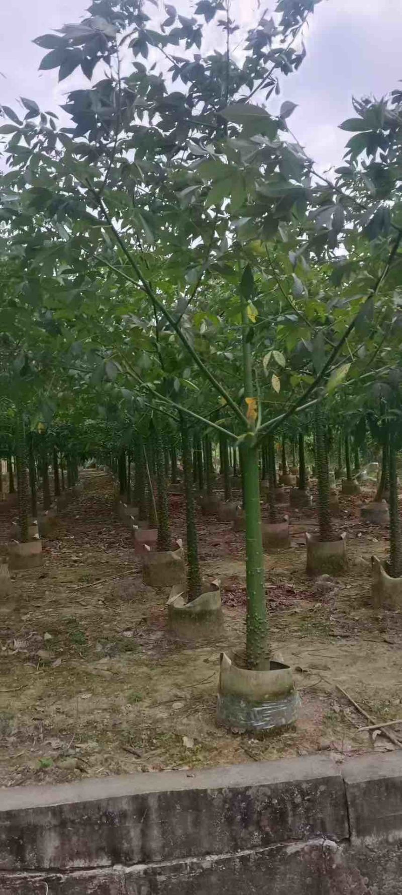 美丽木棉2-15分，原生苗，移植苗，大量现货，欢迎咨询