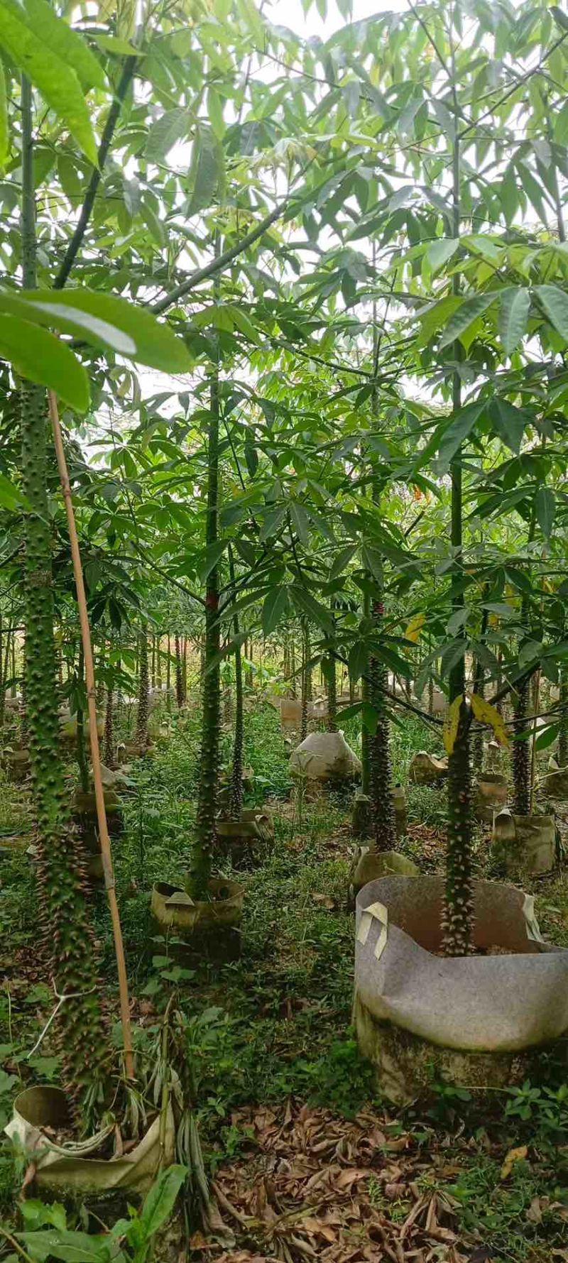 美丽木棉2-15分，原生苗，移植苗，大量现货，欢迎咨询