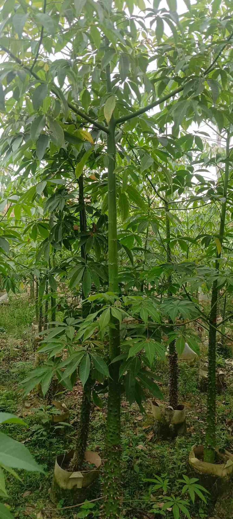 美丽木棉2-15分，原生苗，移植苗，大量现货，欢迎咨询