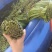 贵州野生蕨菜批发