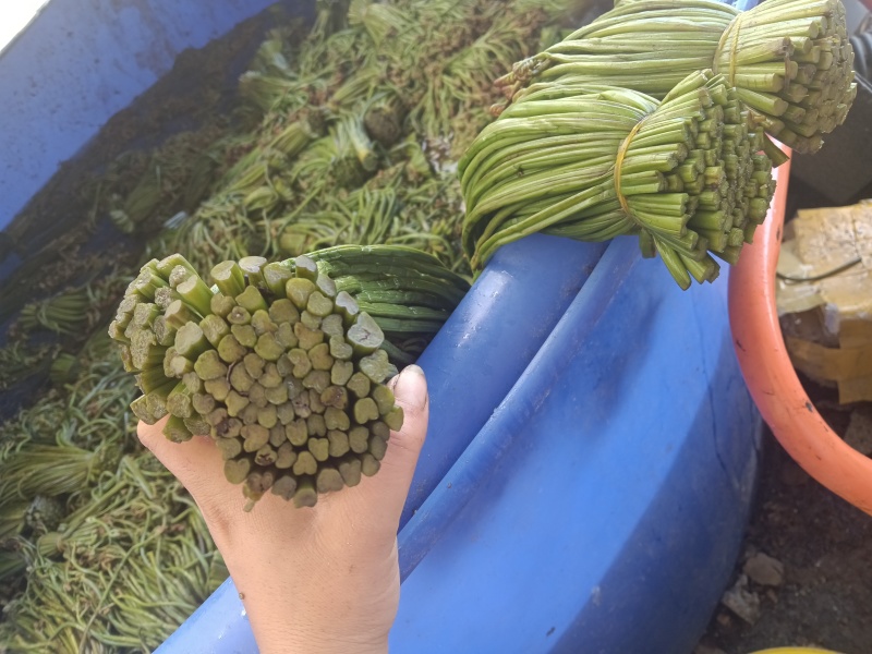 贵州野生蕨菜批发