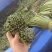 贵州野生蕨菜批发