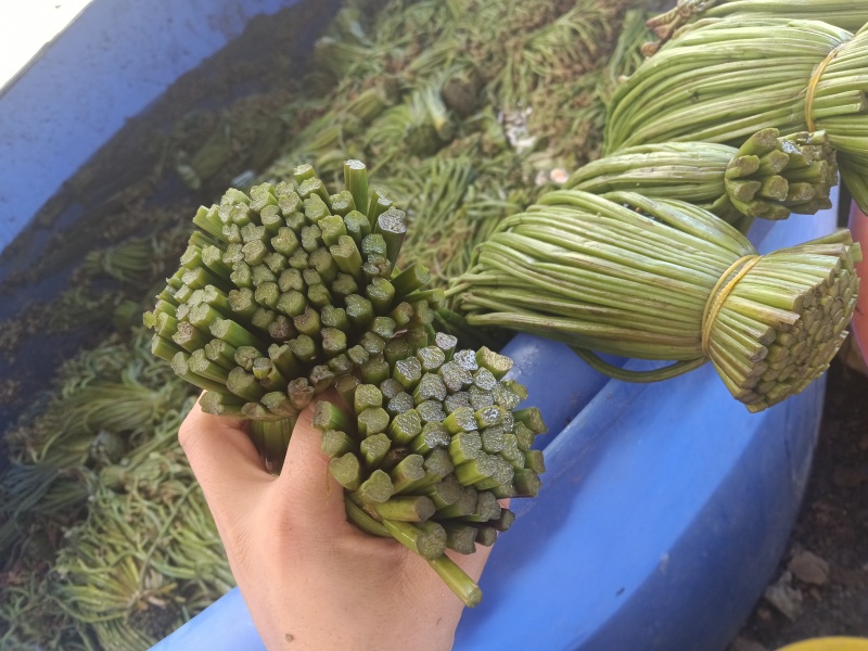 贵州野生蕨菜批发