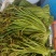 贵州野生蕨菜批发