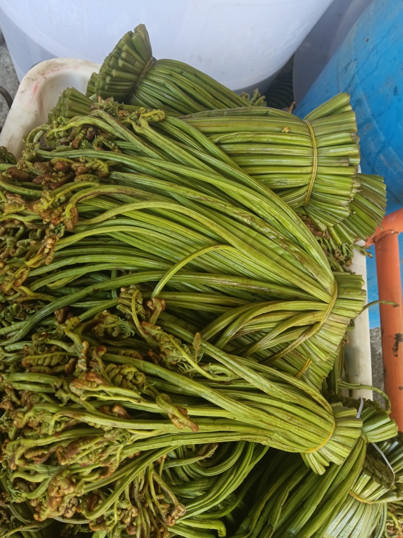贵州野生蕨菜批发