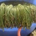 贵州野生蕨菜批发